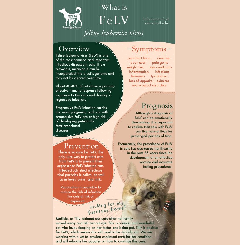 Picture Idea: Traveling Tails And Ragamuffin Rescue