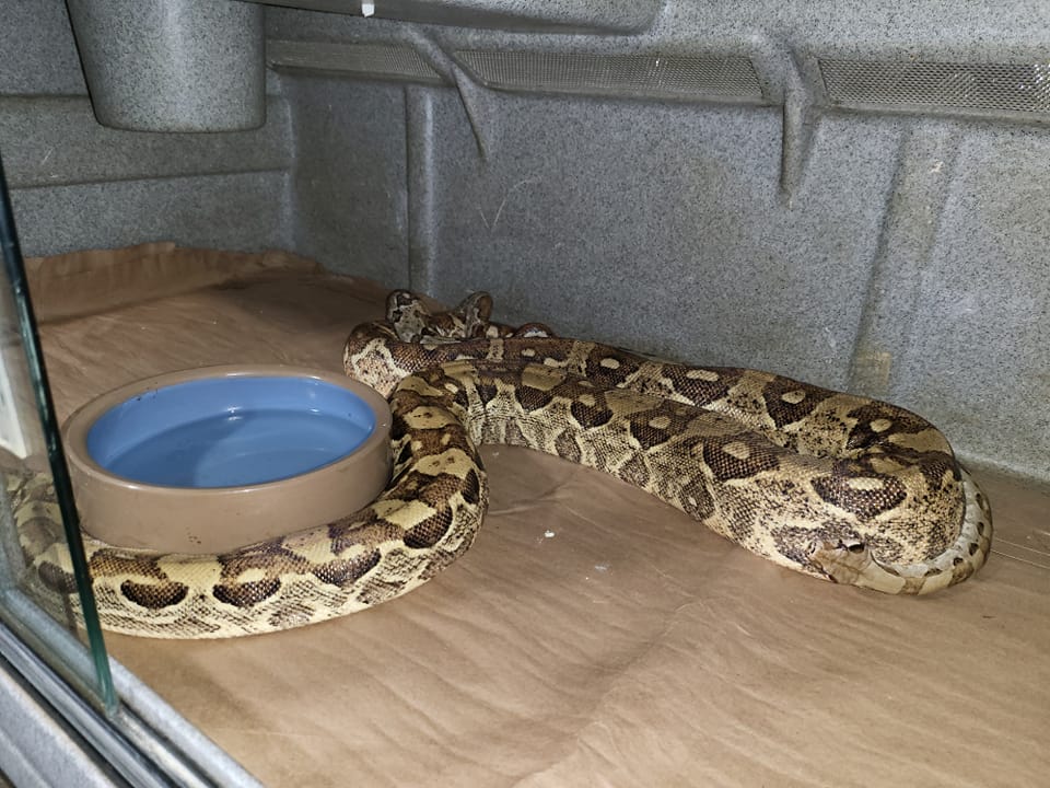 Curated visual reference: Fresh Look at Herp Hobby Shop Reptile Breeding Center