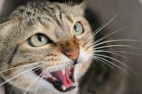 Kenalpasti Tanda Kucing Geli Geli Kucing Taiping Facebook