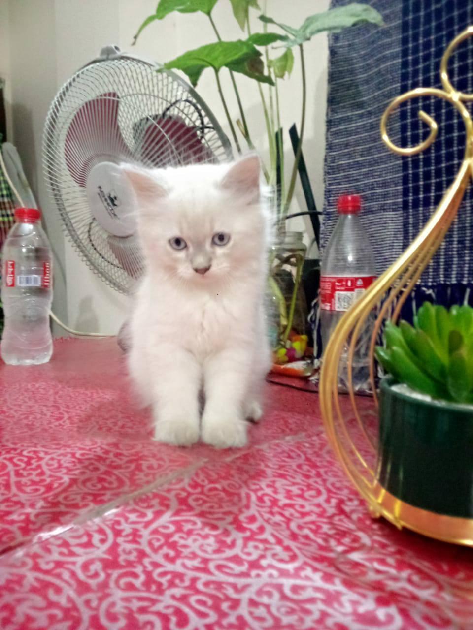 Tim Tim Cat