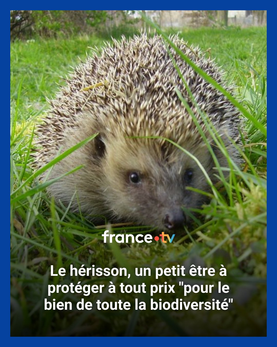 France - La LPO alerte : le hérisson est en danger. Protégeons ce ...