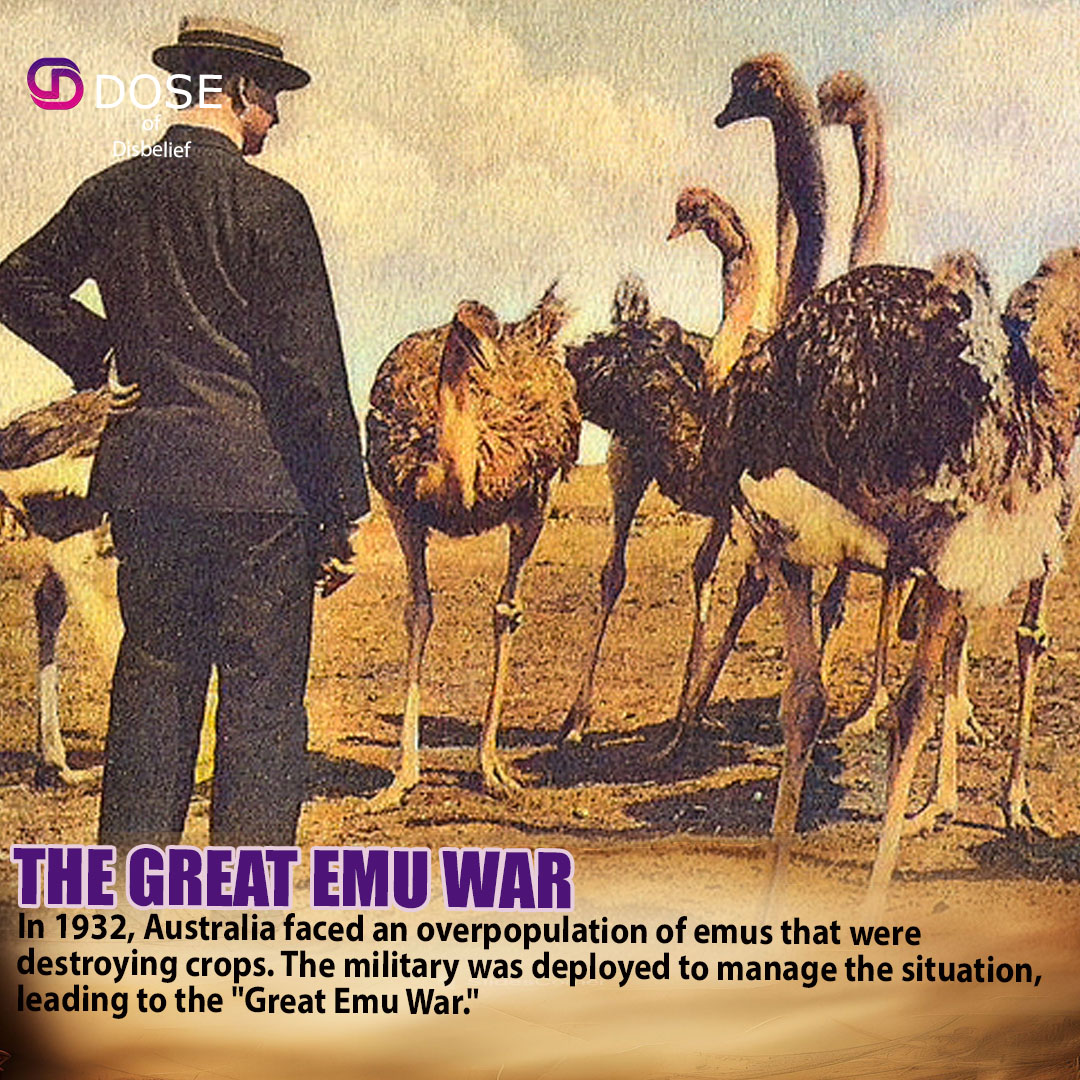 Dose - In 1932, Australia waged war against 20,000 emus that were ...