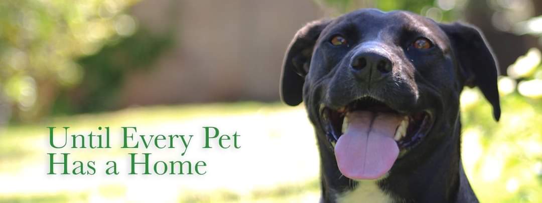 New home needed immediately.... - Twin City Animal Shelter | Facebook