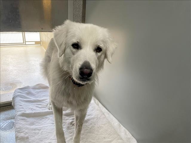 Rescued Great Pyrenees Ava at Ventura County shelter