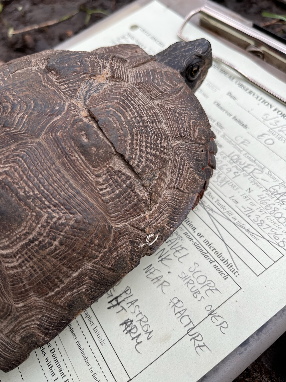 Stone - This male wood turtle (a threatened species in Mass.) was hit ...
