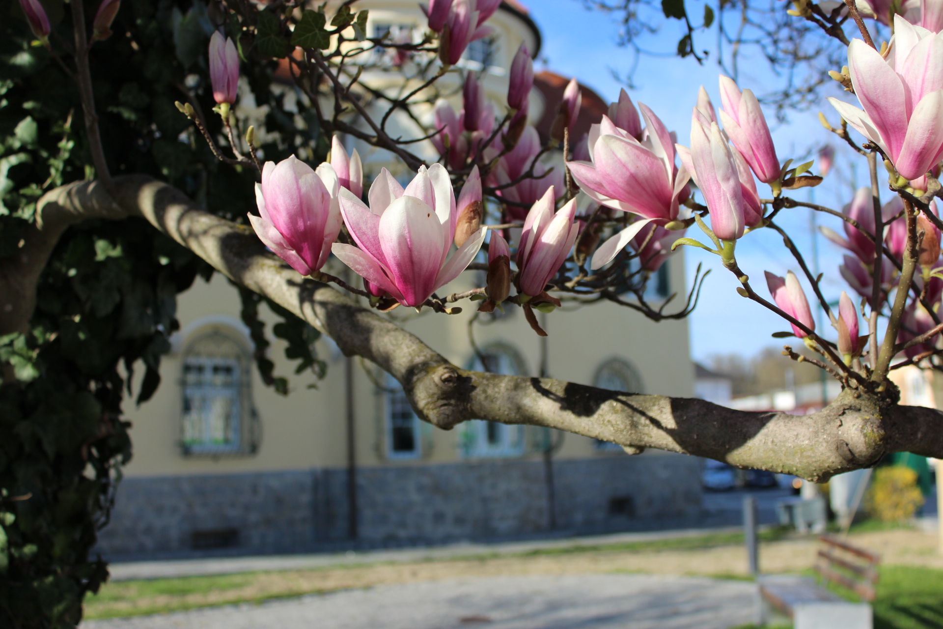 Bafep Sacre Coeur Pressbaum... - Bafep Sacre Coeur Pressbaum
