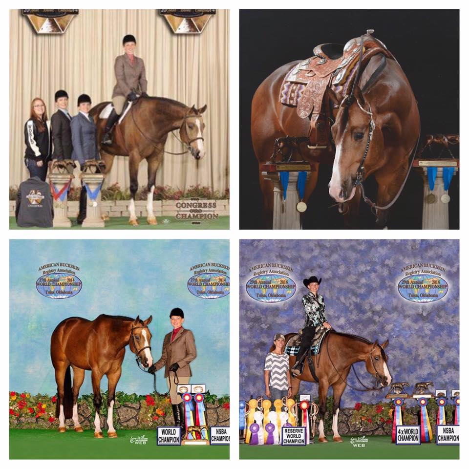 SOLD *** 2010... - Mark Harrell Equine Marketing | Facebook