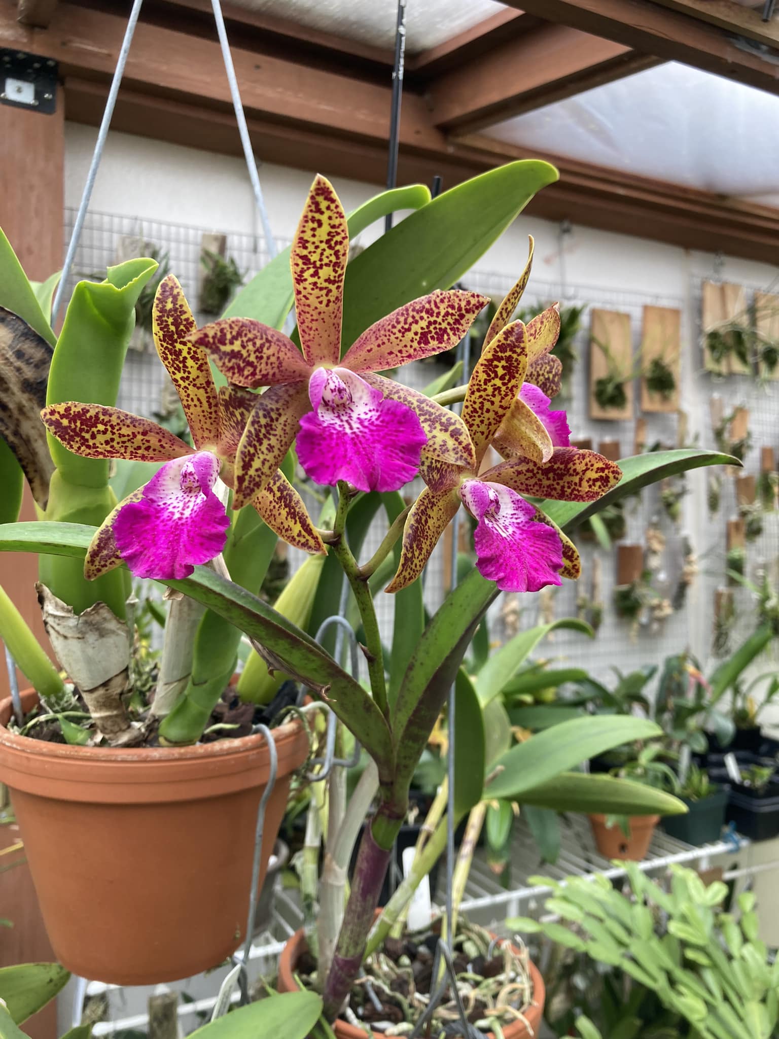 Brassolaeliocattleya (Blc) Port Royal Sound 'Newberry' HCC/AOS