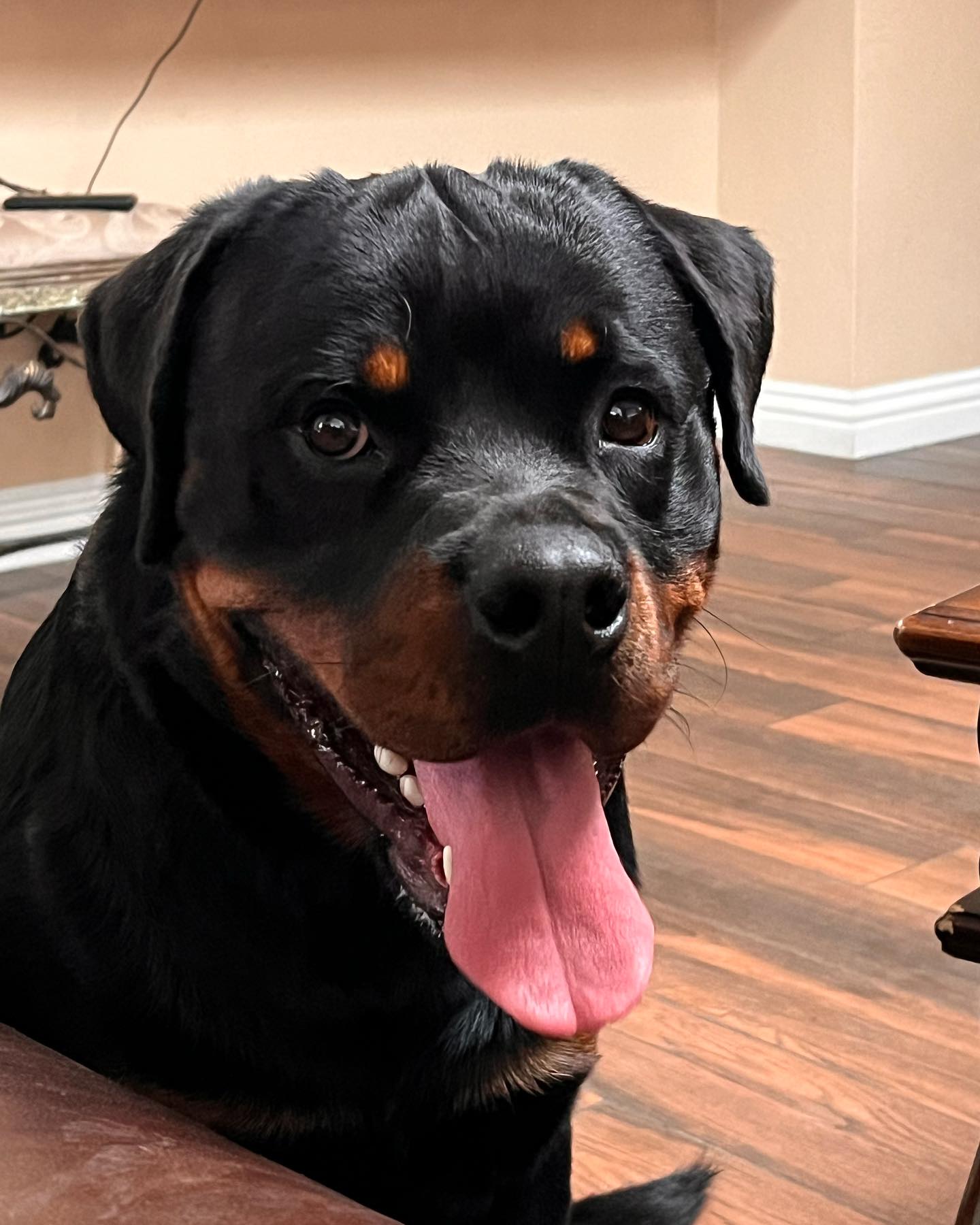 Von Der Hause Roush Rottweilers | Yucaipa CA