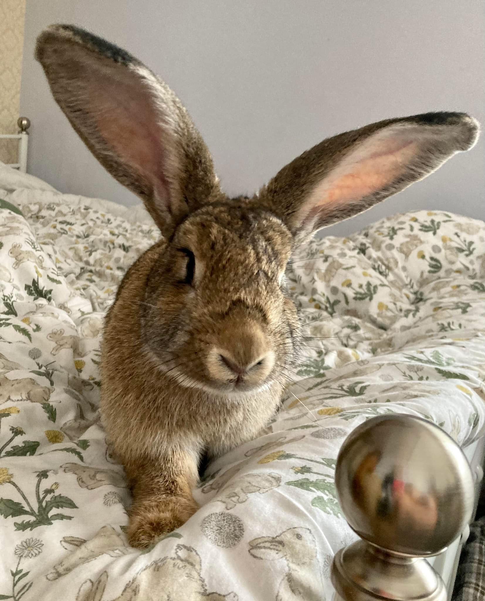 Shrewsbury Rabbit Rescue | Shrewsbury