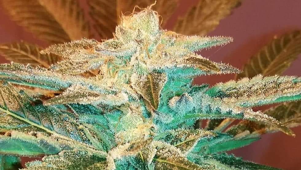 SoCo Genetics