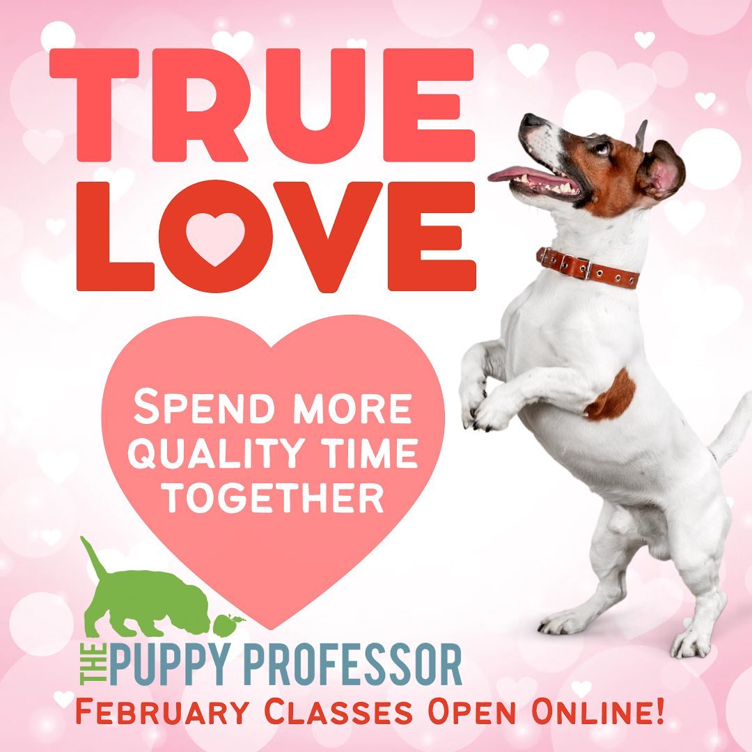 The best way to show your love for... - The Puppy Professor