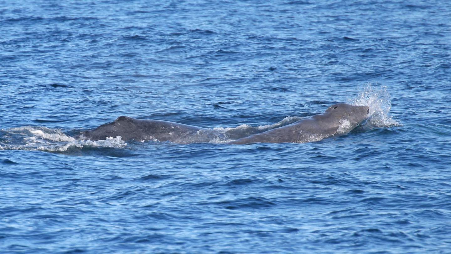 Harbor Breeze Cruises - 🚨🐋 Baby whale alert! It is officially Gray ...