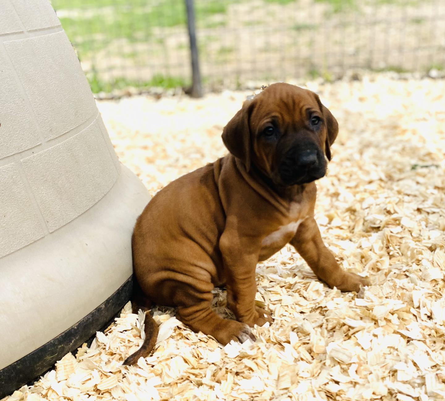 Black Powder Rhodesian Ridgebacks