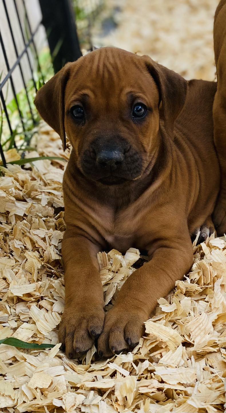 Black Powder Rhodesian Ridgebacks