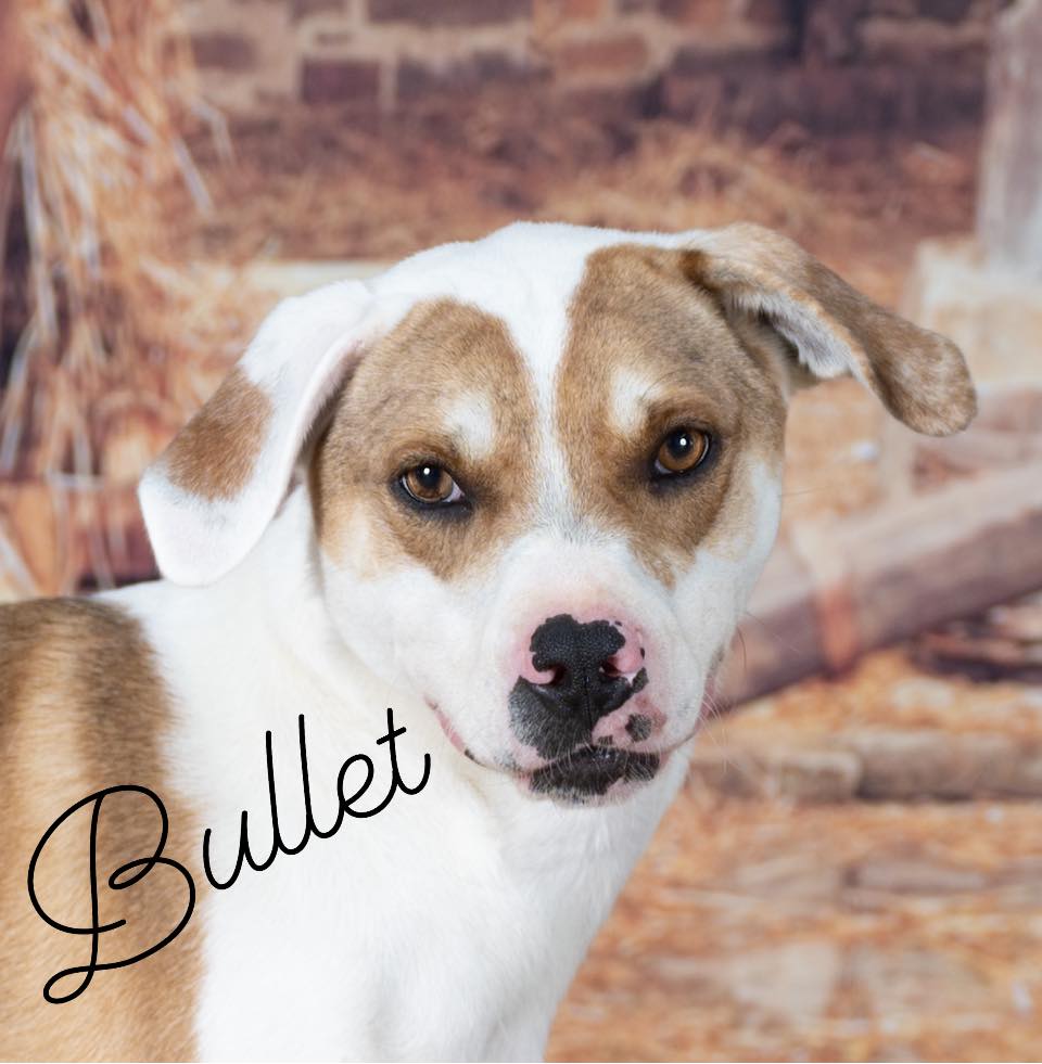 Meet Bullet, as you can... - Smoky Mountain Humane Society | Facebook