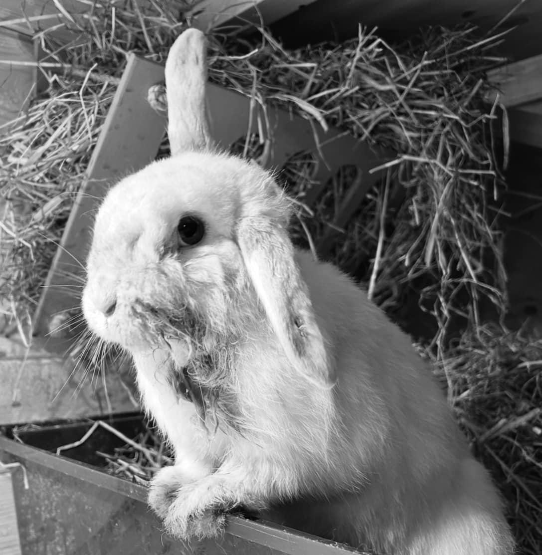 Shrewsbury Rabbit Rescue | Shrewsbury