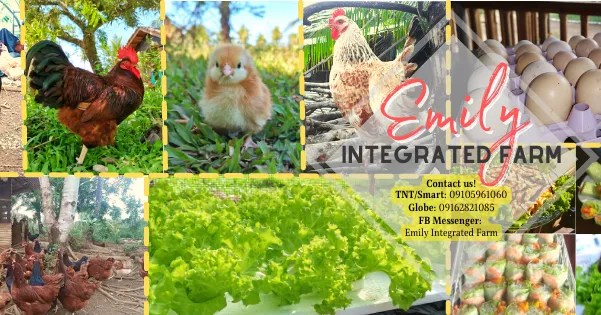 ‼️Emily Integrated Farm is now... - Emily Integrated Farm
