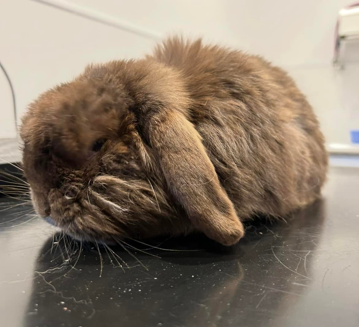 Shrewsbury Rabbit Rescue | Shrewsbury
