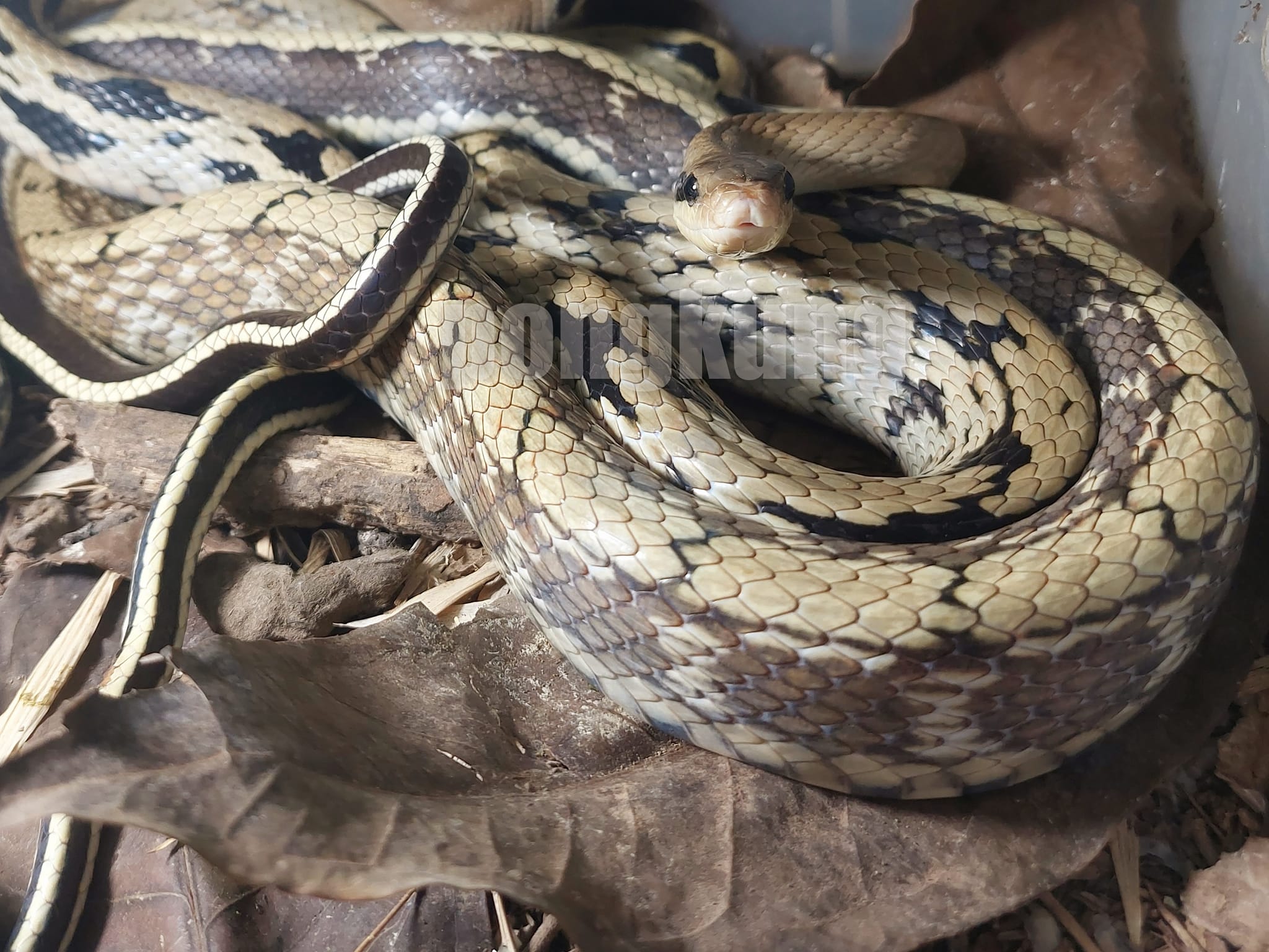 Beauty rat snake... - Exotic pet thailand | Facebook