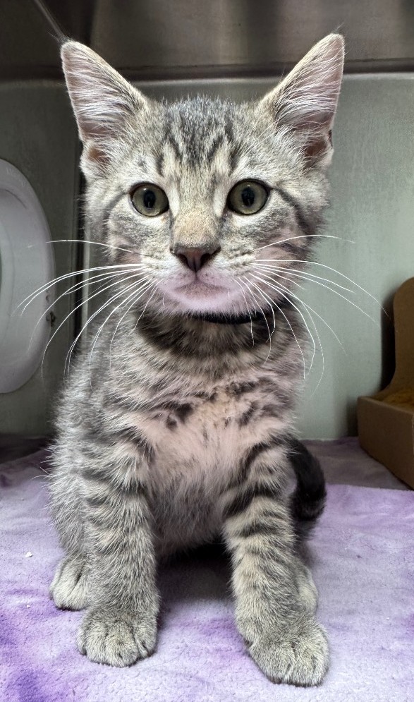 Guardian Angels Cat Rescue and Thrift Store | Hot Springs AR