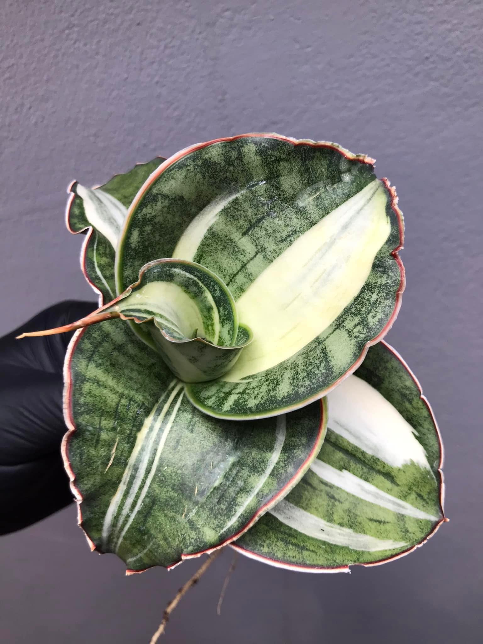 Sansevieria Mafinga ES849 white var plant