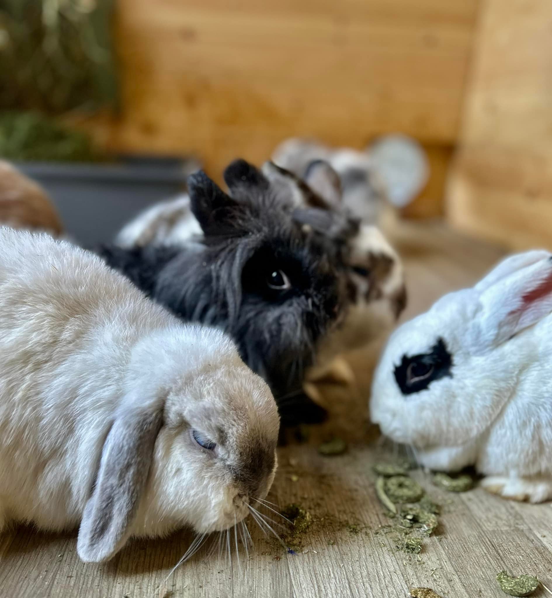 Shrewsbury Rabbit Rescue | Shrewsbury