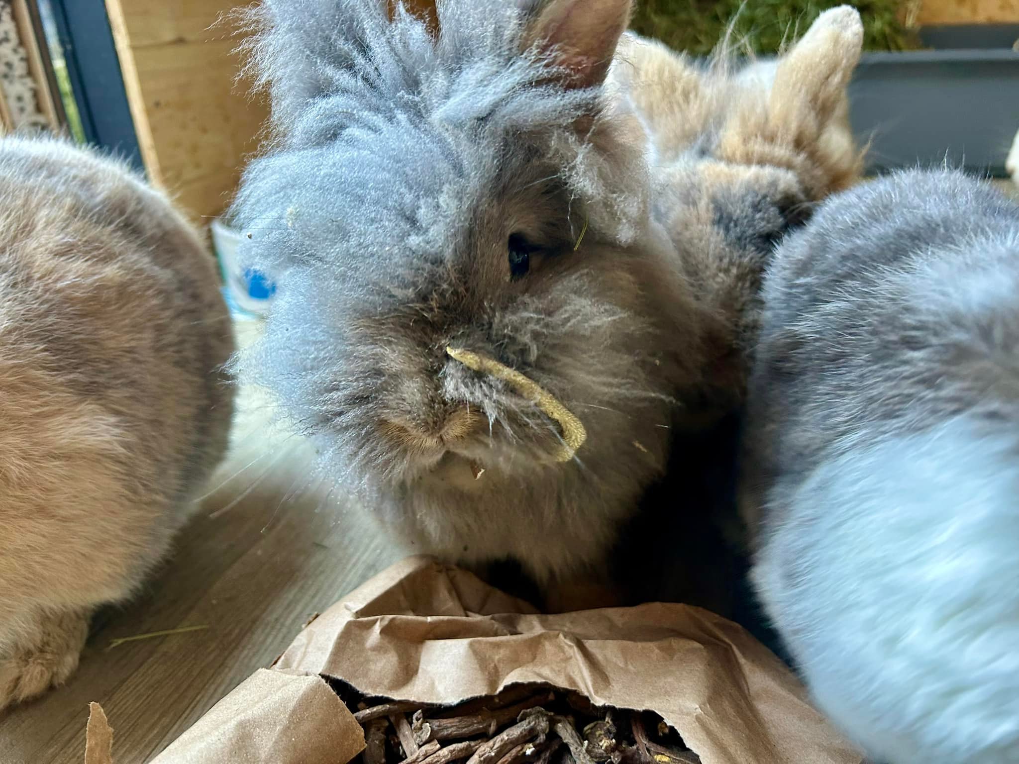 Shrewsbury Rabbit Rescue | Shrewsbury