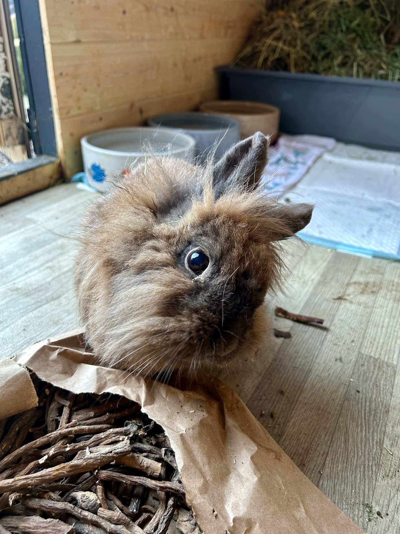Shrewsbury Rabbit Rescue | Shrewsbury