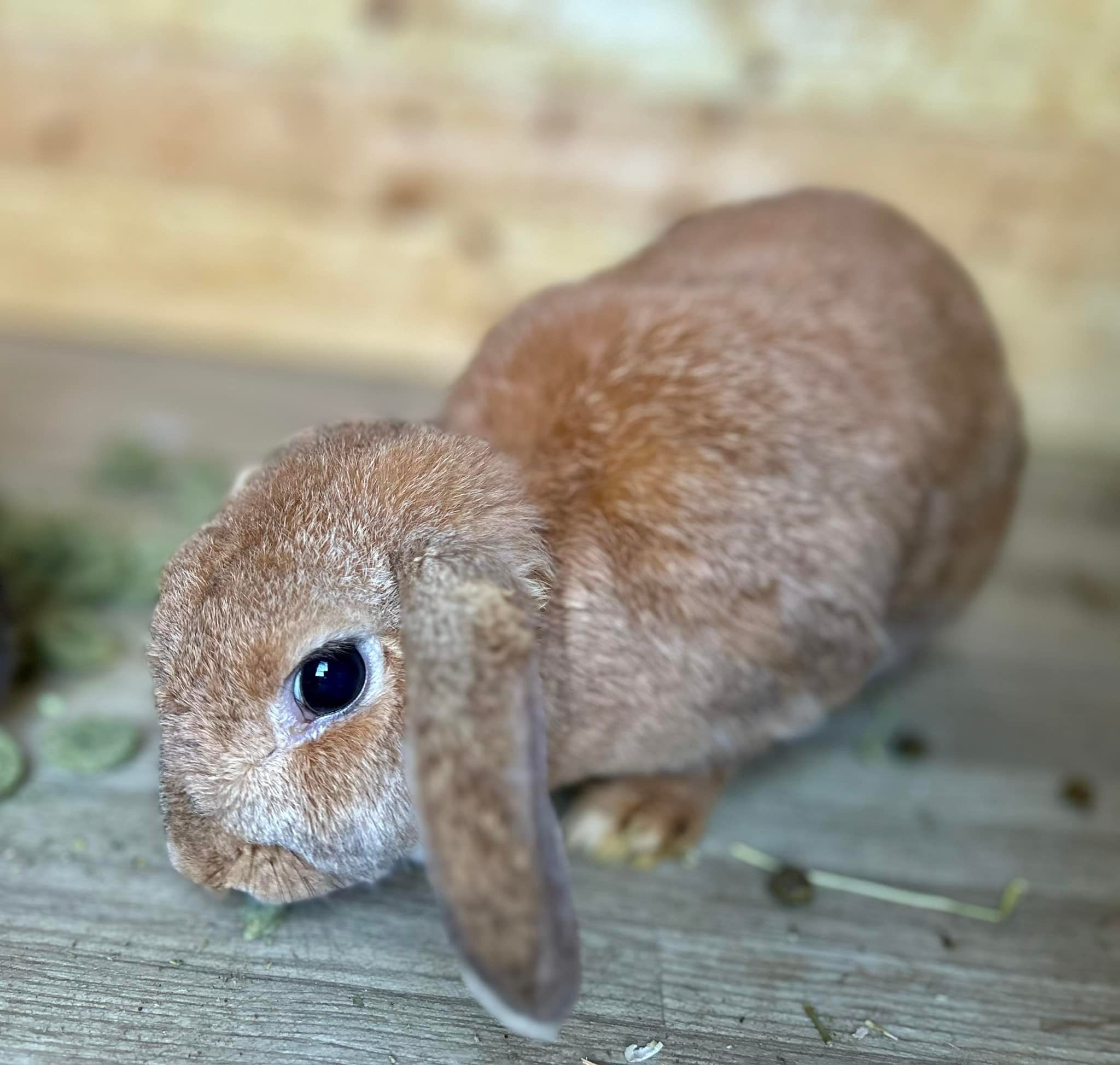 Shrewsbury Rabbit Rescue | Shrewsbury