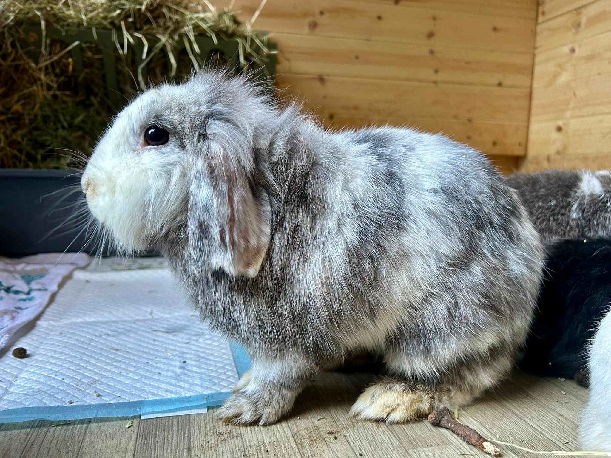 Shrewsbury Rabbit Rescue | Shrewsbury