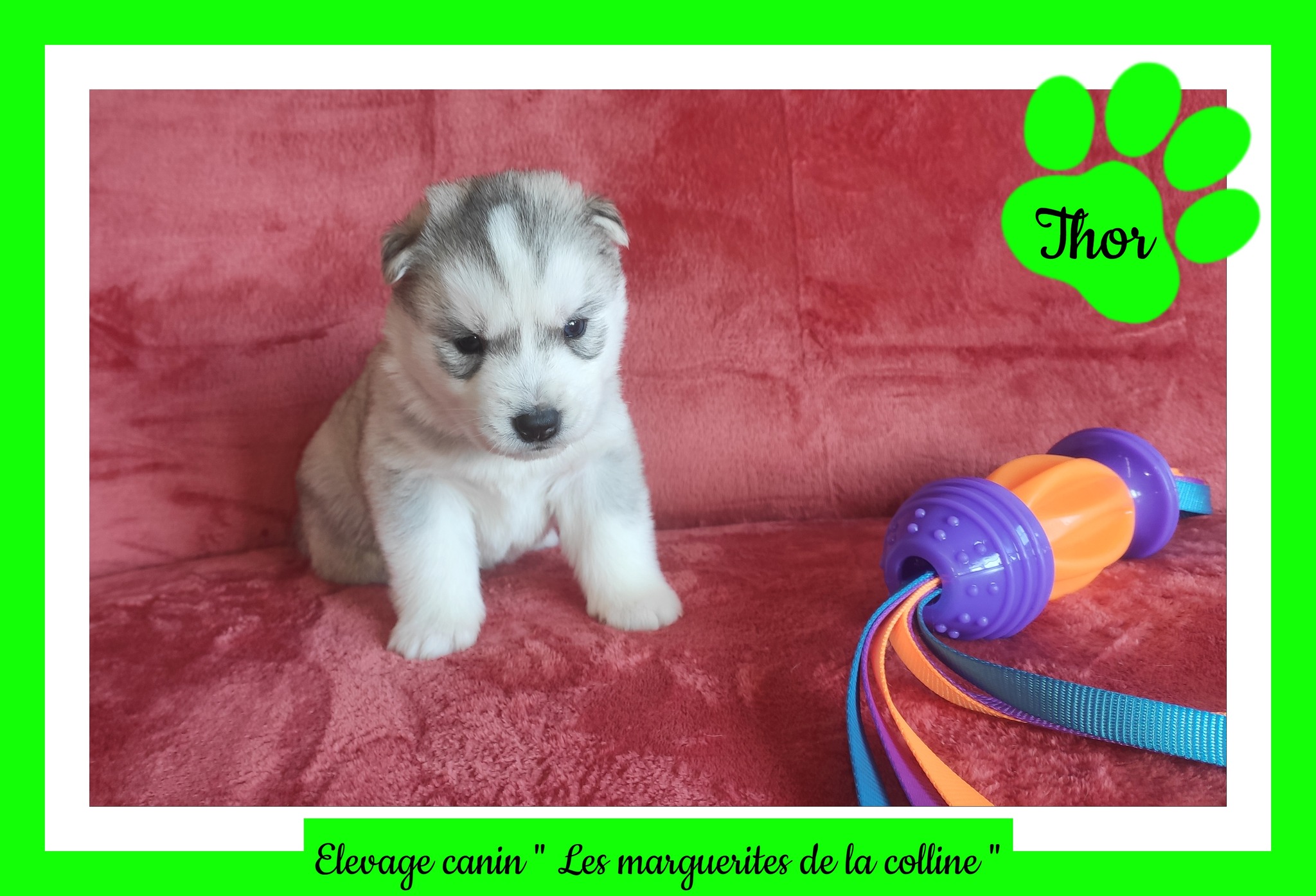 Elevage Canin Les Marguerites De La Colline