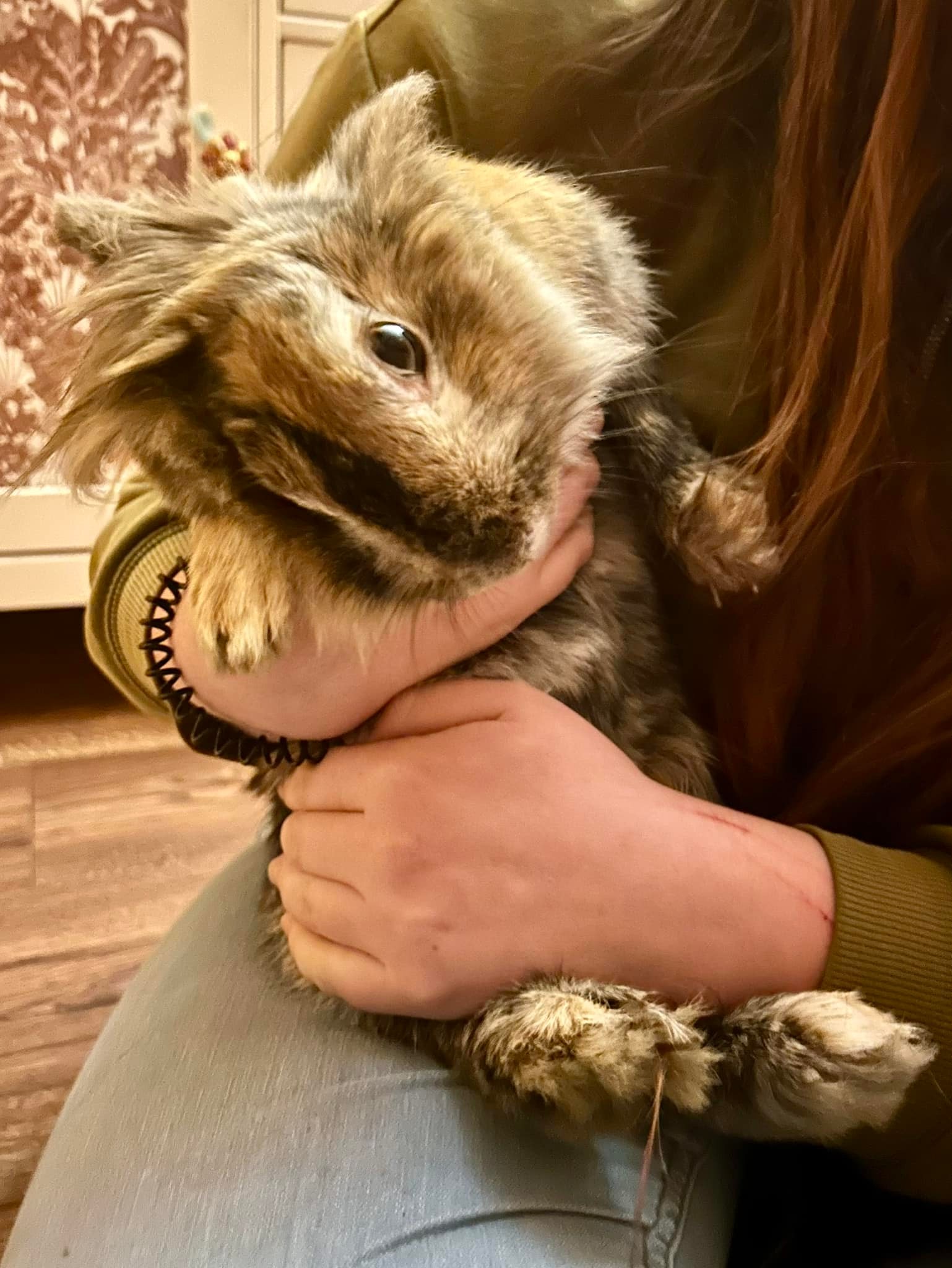 Shrewsbury Rabbit Rescue | Shrewsbury
