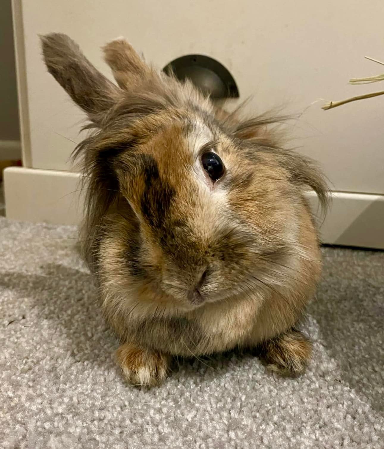 Shrewsbury Rabbit Rescue | Shrewsbury