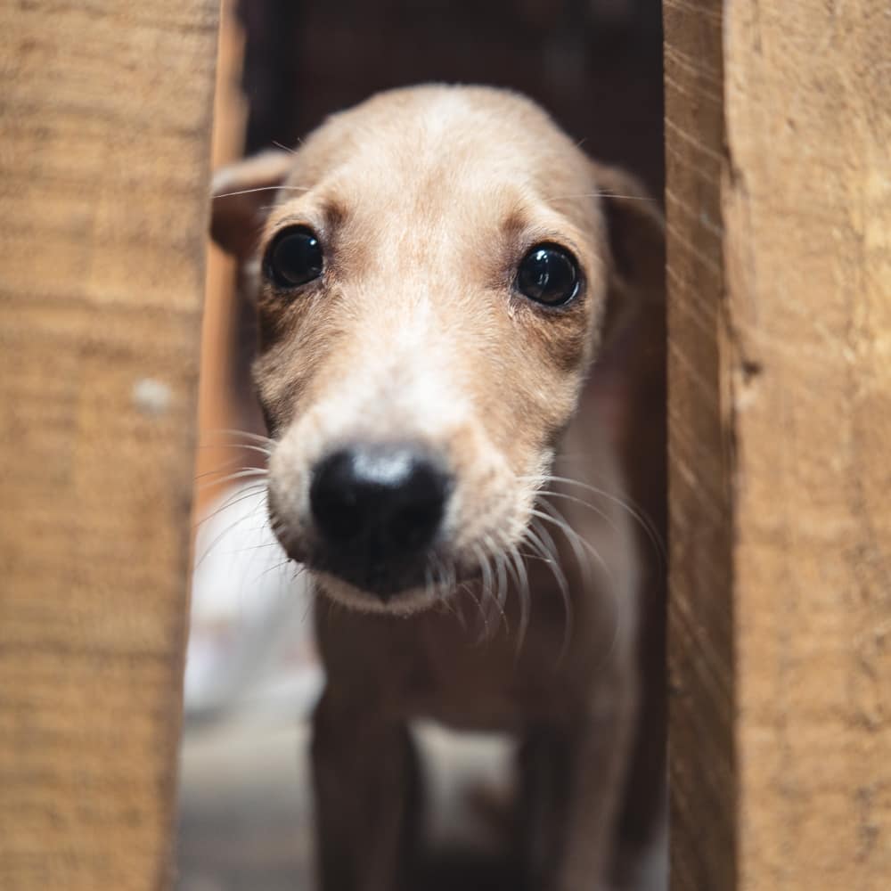 Safe Paws Rescue and Adoption Center
