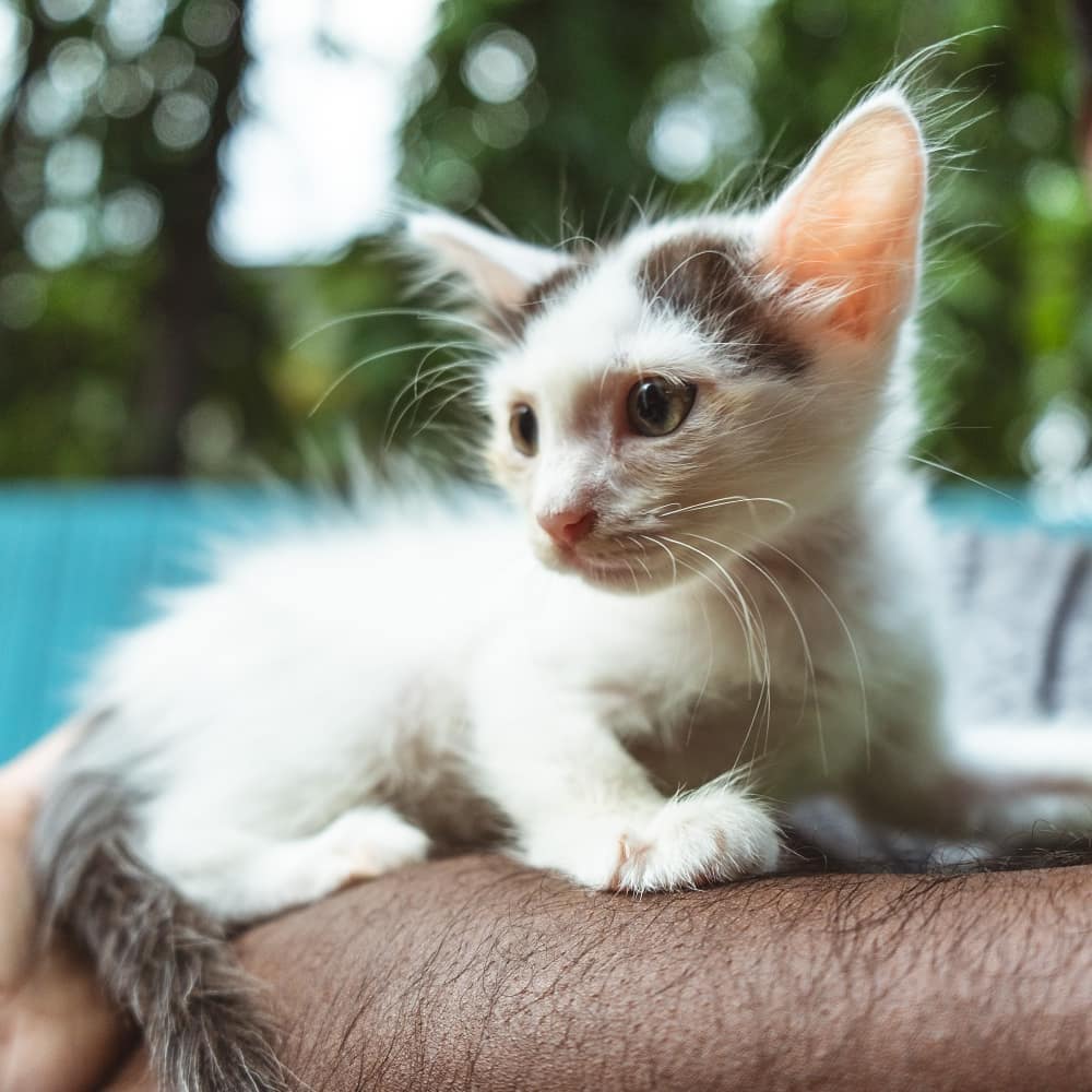 Safe Paws Rescue and Adoption Center