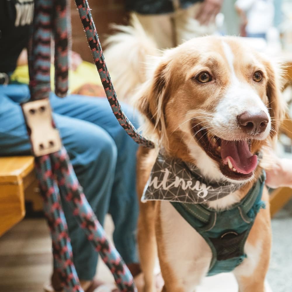 Safe Paws Rescue and Adoption Center - Home