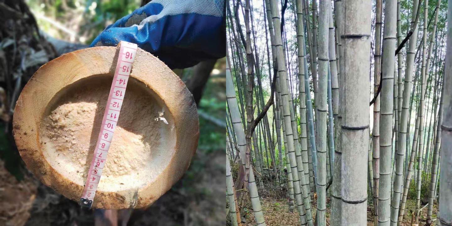 Ekonest - 🤩 Check out the size of this bamboo! This big-boy will soon ...