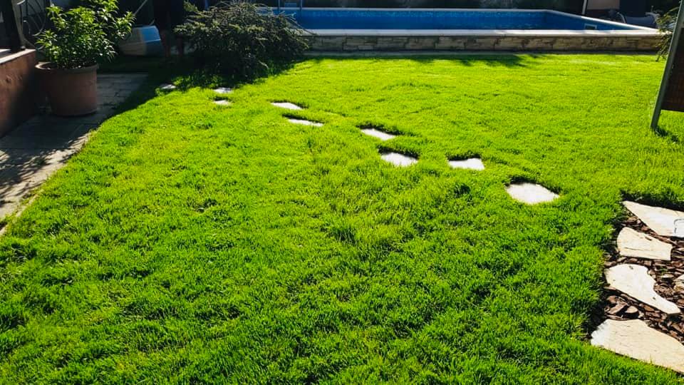 Cum arata un gazon cu rulouri... - Livegardensbalotesti