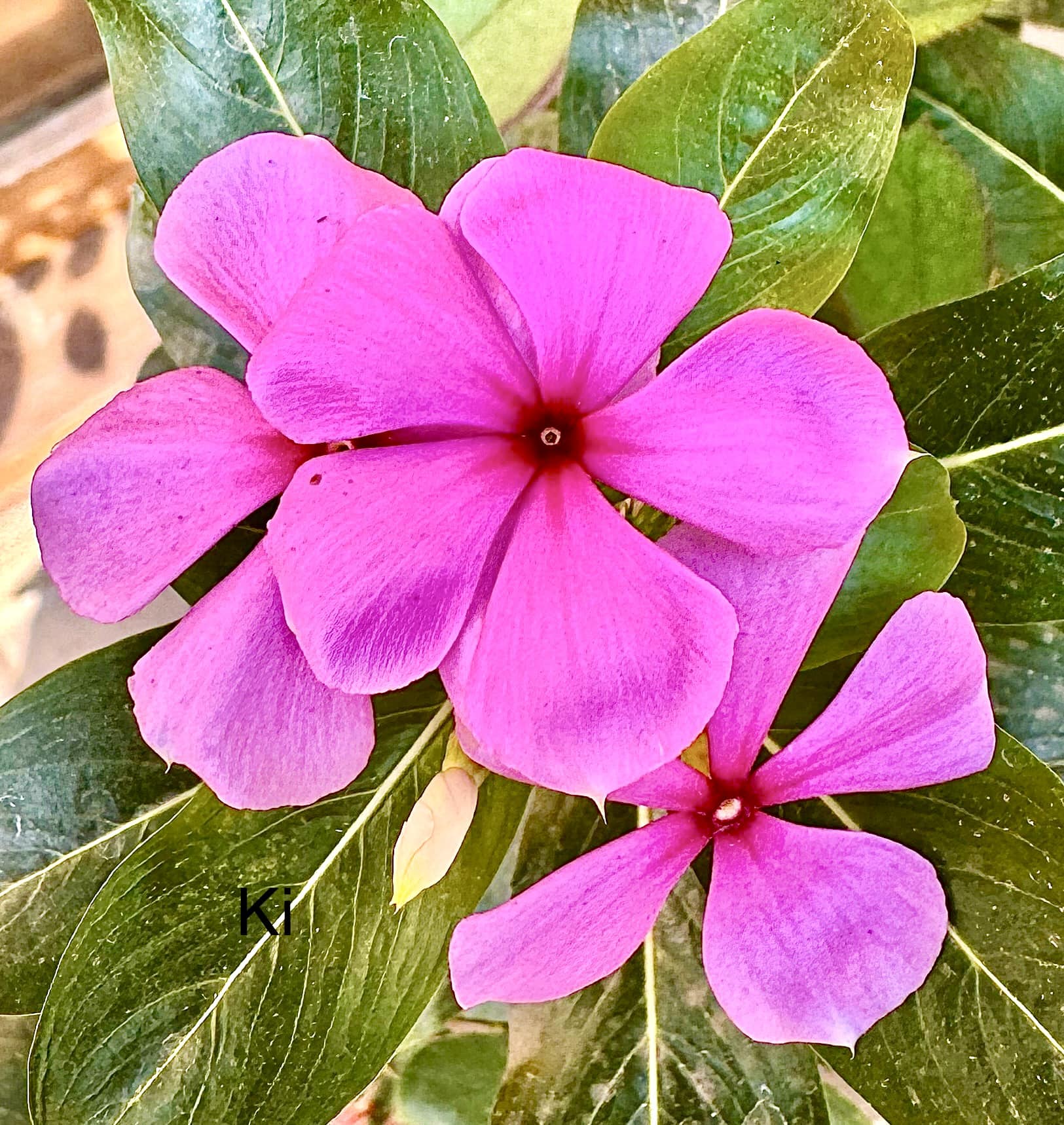 Flowers from our garden iPhone 15 Pro max click 16-2-25