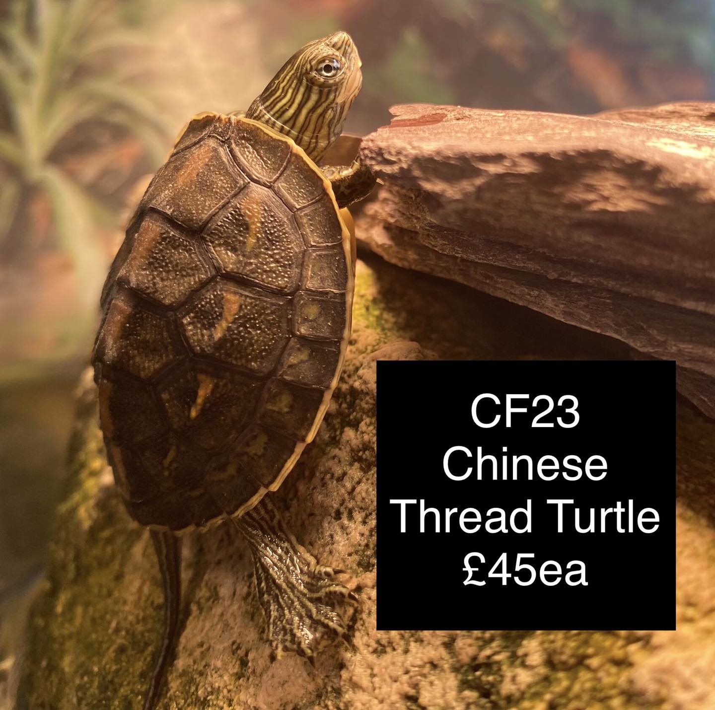 🌟 Golden Thread / Chinese Stripe... - The Jungle Reptiles