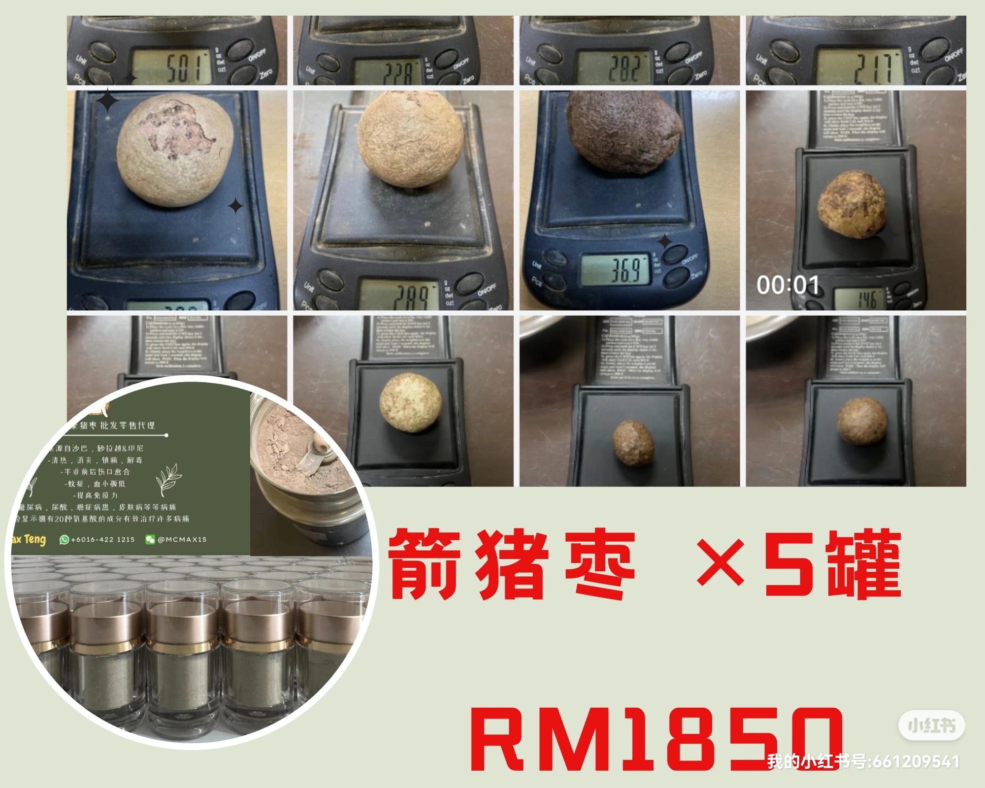 荣100％正品河猪枣/箭猪枣/豪猪枣 | Bangi