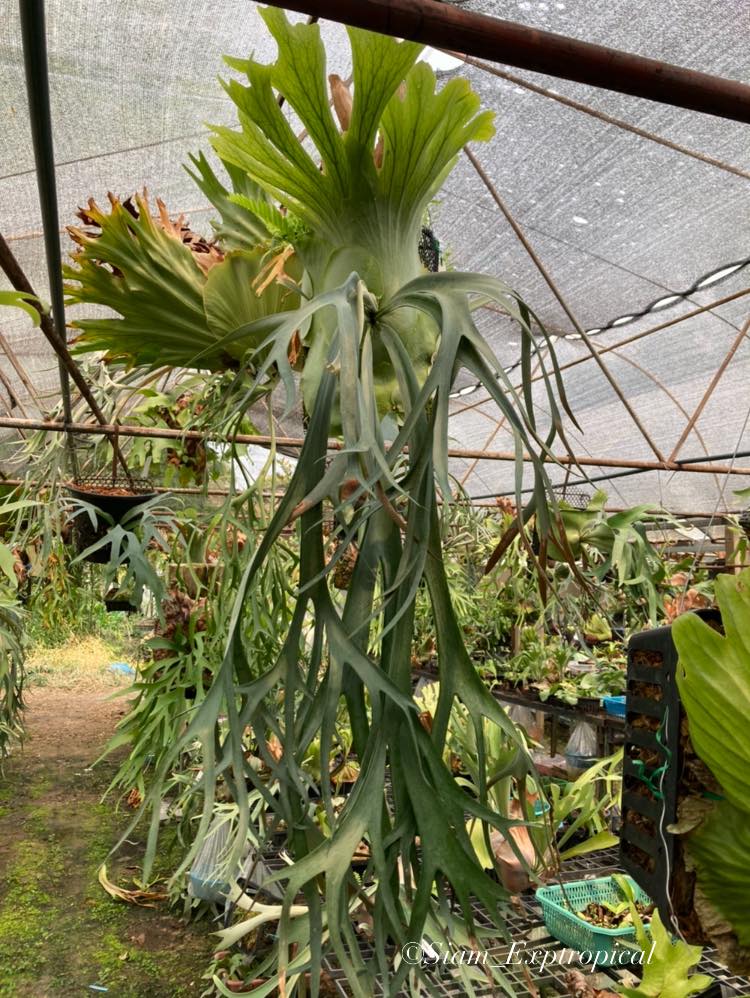 Platycerium willinckii 'Dwarf Tatsuta'