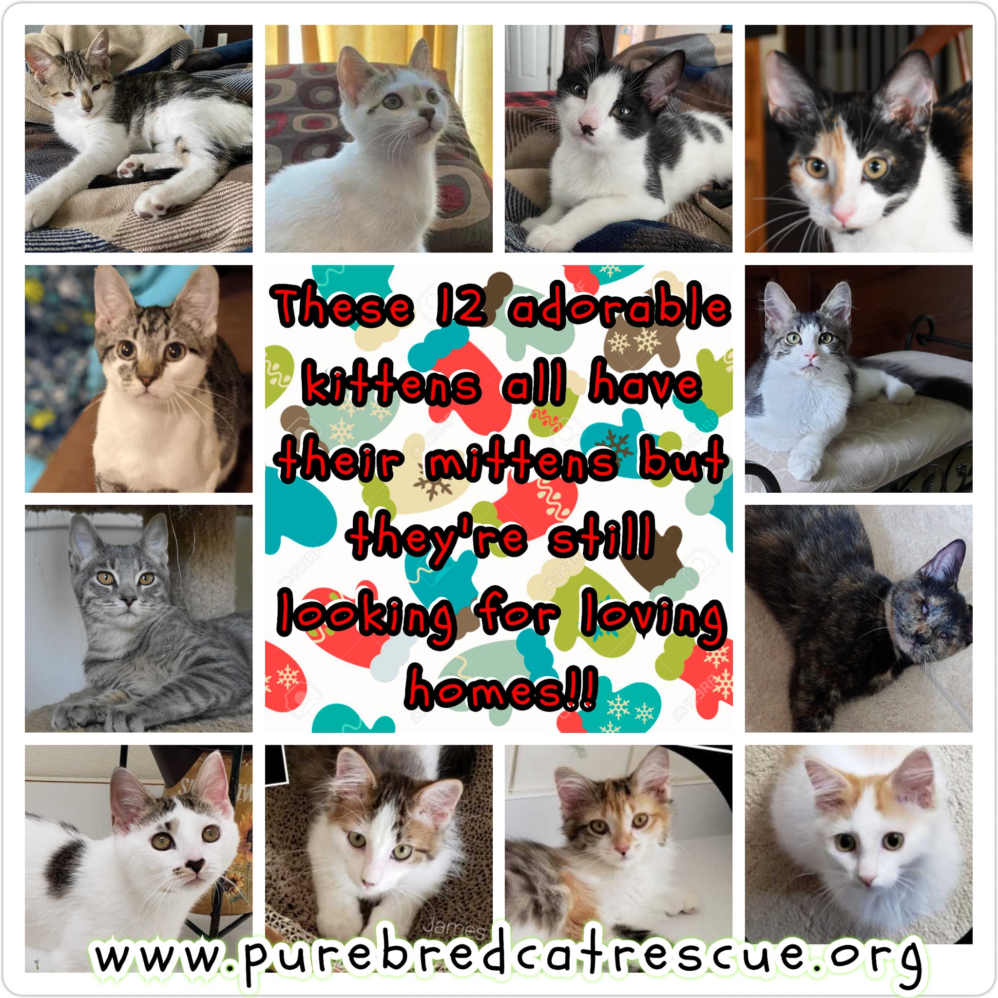 🧤These 12 ADORABLE KITTENS... - Specialty Purebred CAT Rescue