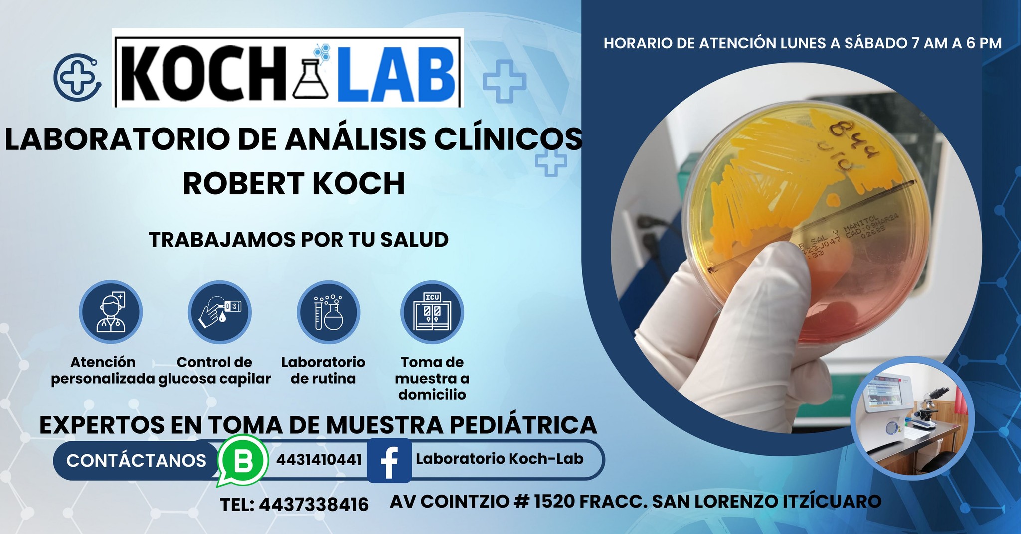 Koch Lab | Morelia