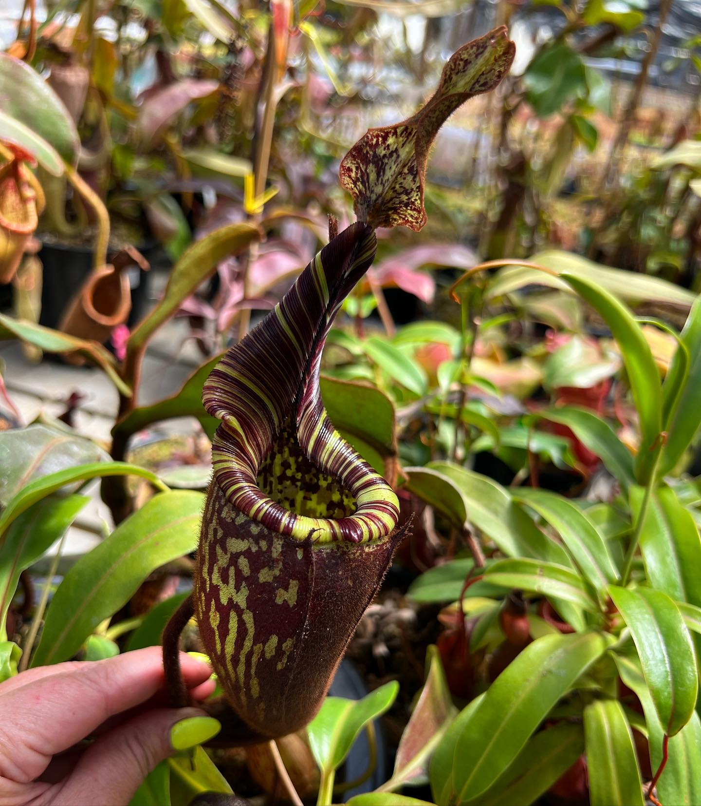 Nepenthes hurrelliana or mollis 🙂