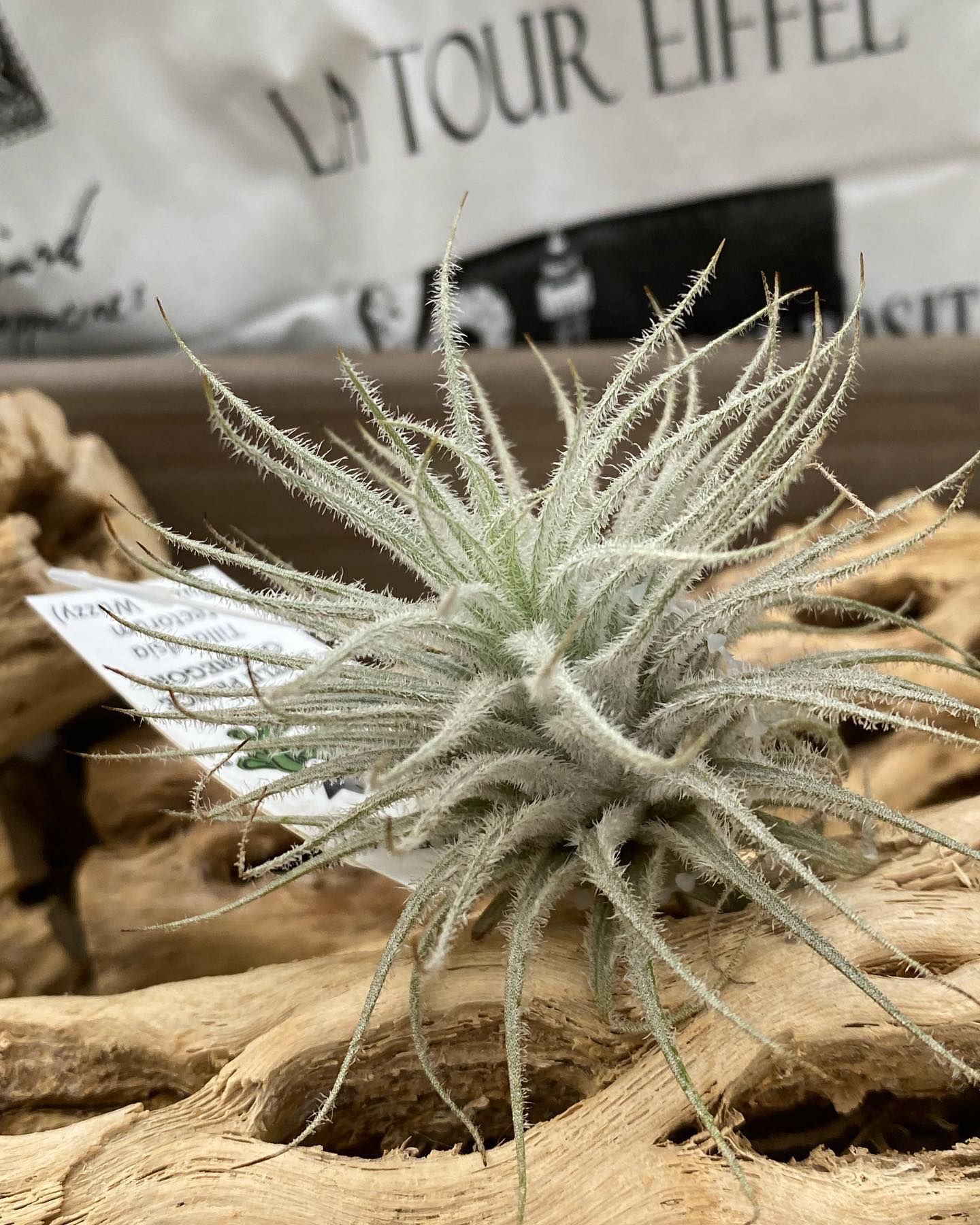 🌱 Tillandsia ionantha 'Mexican Zebra' 🦓 A popular plant with