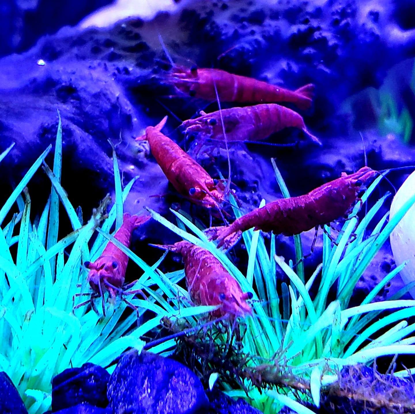 Fish Tanks for Beginners | Is there a way to safely move this 10g off ...