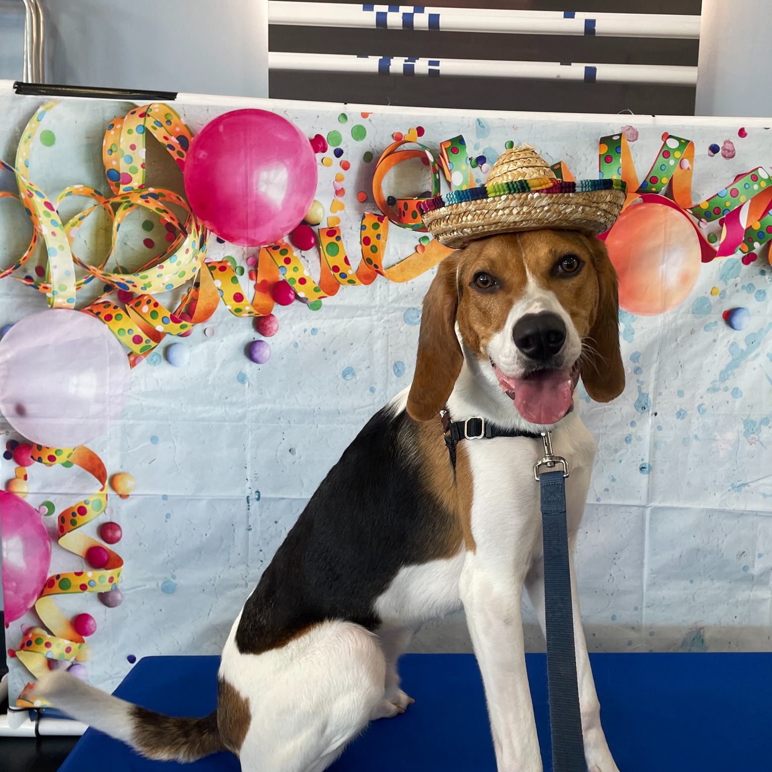 Zoom Room Dog Training | Tacoma WA
