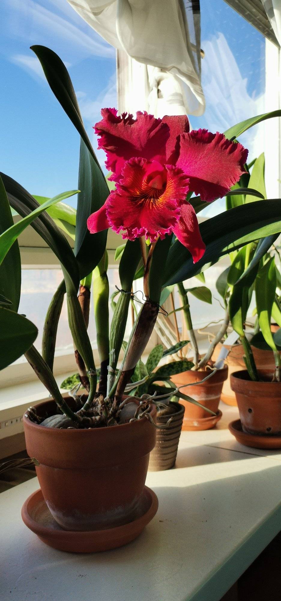 Cattleya Chia Lin 'New City' Always looking better in sunshine